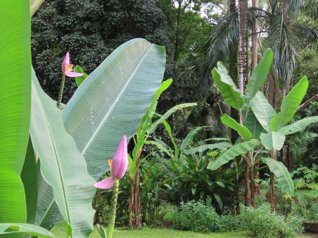 Sand Dollar Beach Bed & Breakfast Bocas del Toro Esterno foto