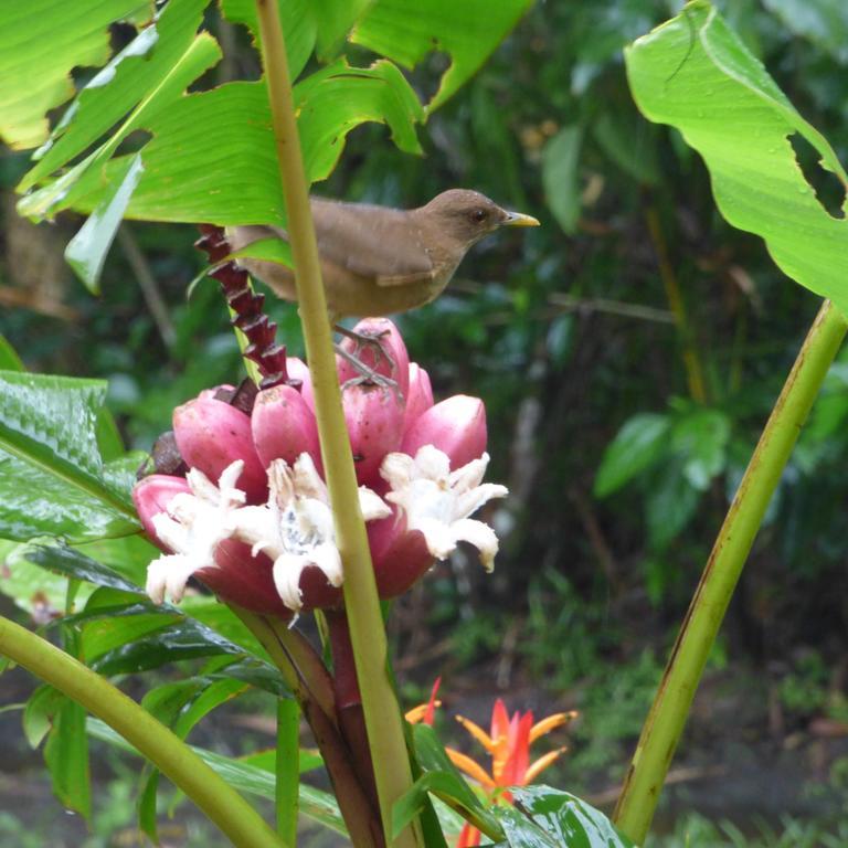 Sand Dollar Beach Bed & Breakfast Bocas del Toro Esterno foto